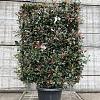 Photinia fraseri 'Robusta Compacta' Scherm 110x160 (BxH)