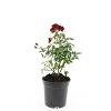 Rosa (P) 'Rote The Fairy' Pot 1,5 liter
