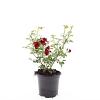Rosa (P) 'Rote The Fairy' Pot 1,5 liter