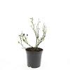 Rosa (P) 'The Fairy' Pot 1,5 liter