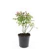 Rosa (P) 'The Fairy' Pot 1,5 liter