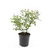 Rosa (P) 'The Fairy' Pot 1,5 liter