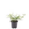 Rosa (M) 'White Fairy' Pot 1,5 liter