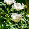Rosa (M) 'White Fairy' Pot 1,5 liter