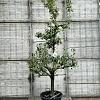 Pyrus c. 'Conference' Pot 65 Liter (Stamomtrek 20-25 cm)