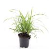 Carex morrowii 'Ice Dance' Pot 1,5 liter