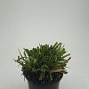 Carex morrowii 'Ice Dance' Pot 1,5 liter