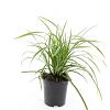 Carex morrowii 'Ice Dance' Pot 1,5 liter