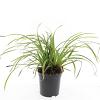 Carex morrowii 'Ice Dance' Pot 1,5 liter
