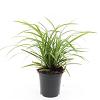 Carex morrowii 'Ice Dance' Pot 1,5 liter