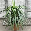Yucca gloriosa Pot 20 Liter