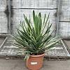 Yucca gloriosa 'Variegata' Pot 20 Liter