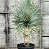 Yucca rostrata Pot 50 Liter stam 50 cm 