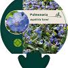 Pulmonaria ang. 'Azurea' Pot 9 cm