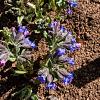 Pulmonaria ang. 'Azurea' Pot 9 cm
