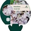 Heuchera 'Cascade Dawn' Pot 9 cm