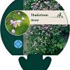 Thalictrum delavayi Pot 9 cm