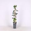 Akebia quinata Pot 2 Liter