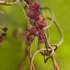 Akebia quinata Pot 2 Liter