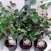 Camellia j. 'Nuccio's Pearl' Pot 7,5 Liter 70 - 80 cm