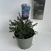 Ceanothus 'Blue Mound' Pot 2 Liter