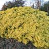Choisya ternata Sundance Pot 7,5 Liter 