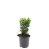 Euonymus jap. 'Green Spire' Pot 1,5 liter