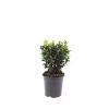 Euonymus jap. 'Green Spire' Pot 1,5 liter