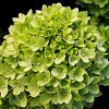 Hydrangea pan. Little Lime Pot 3 Liter 