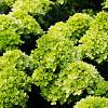 Hydrangea pan. Little Lime Pot 3 Liter 