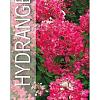 Hydrangea pan. Diamand Rouge Pot 3 Liter 