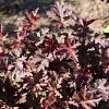 Heuchera 'Chocolate Ruffles' Pot 9 cm