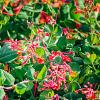 Lonicera periclymenum Pot 2 Liter