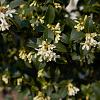 Osmanthus burkwoodii Pot 3 Liter 