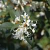 Osmanthus burkwoodii Pot 3 Liter 