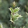 Osmanthus heter. 'Goshiki' Pot 2 Liter