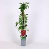 Parthenocissus quinq.engelmannii Pot 2 Liter