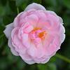 Rosa (F) 'Bonica' Pot 3 Liter 
