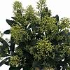 Skimmia j. 'Finchy' Pot 3 Liter 