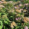 Spiraea jap. 'Little Princess' Pot 2 Liter