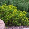 Pinus mugo pumilio Pot 3,5 Liter 