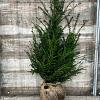 Taxus baccata Kluit 80 - 100 cm