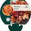 Heuchera 'Marmalade' Pot 9 cm