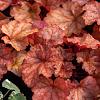 Heuchera 'Marmalade' Pot 9 cm