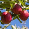 Malus d. 'Ecolette' Pot 5 Liter 