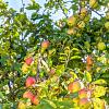 Malus d. 'Jonagold' Pot 5 Liter 