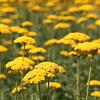 Achillea 'Credo' Pot 9 cm