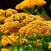 Achillea tomentosa Pot 9 cm