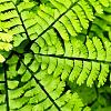 Adiantum pedatum Pot 9 cm