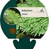 Adiantum pedatum Pot 9 cm